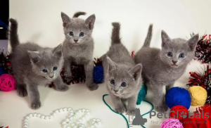 Photo №1. russian blue - for sale in the city of Амстердам | 1268$ | Announcement № 39808