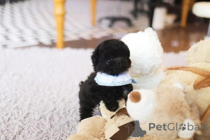 Photo №1. poodle (toy) - for sale in the city of California | negotiated | Announcement № 154336