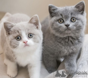 Photo №2 to announcement № 159125 for the sale of british shorthair - buy in Austria 