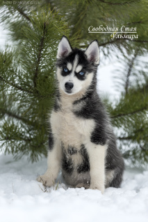Additional photos: Wonderful blue-eyed Siberian Husky puppies from a pair of Champions of the