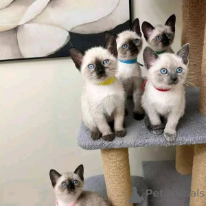 Photo №2 to announcement № 159374 for the sale of siamese cat - buy in Germany breeder