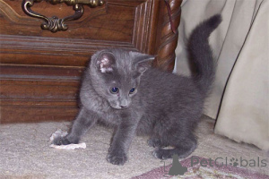 Photo №1. russian blue - for sale in the city of Gornji Milanovac | negotiated | Announcement № 173579