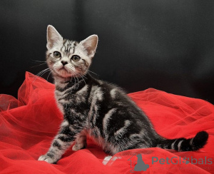 Photo №1. american shorthair - for sale in the city of Berlin | 282$ | Announcement № 138770