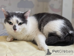 Additional photos: A wonderful young cat Elechka is looking for a home and a loving family!