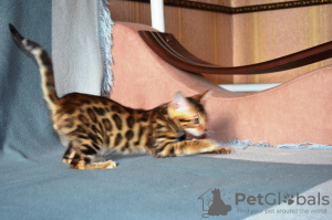 Photo №3. Bengal cats for sale for breeding. Russian Federation