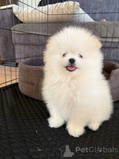 Photo №1. pomeranian - for sale in the city of Belarus | 258$ | Announcement № 168934