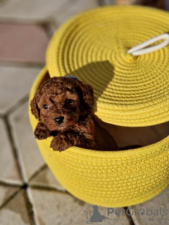 Additional photos: Adorable red poodle babies