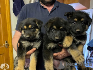 Photo №1. german shepherd - for sale in the city of Vienna | 361$ | Announcement № 170156