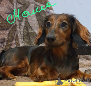 Additional photos: Longhaired miniature dachshund puppies