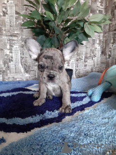 Photo №2 to announcement № 12825 for the sale of french bulldog - buy in Poland private announcement