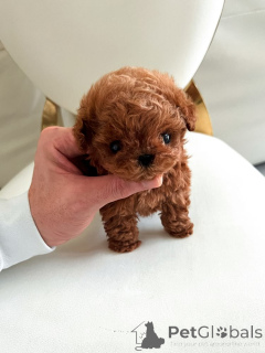 Photo №1. poodle (toy) - for sale in the city of Mississippi City | 500$ | Announcement № 156732