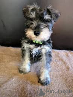 Photo №3. Miniature Schnauzer puppies for sale. United Kingdom