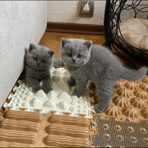 Photo №1. british shorthair - for sale in the city of Luxembourg | negotiated | Announcement № 167669