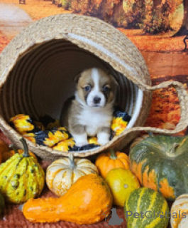 Photo №3. Smart Corgi puppy Free Adoption. Bangladesh