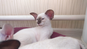 Photo №1. siamese cat - for sale in the city of Moscow | 549$ | Announcement № 3862