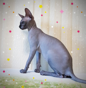 Photo №2 to announcement № 3003 for the sale of sphynx-katze - buy in Ukraine from nursery
