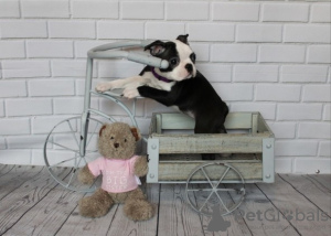 Photo №2 to announcement № 123649 for the sale of boston terrier - buy in Germany private announcement