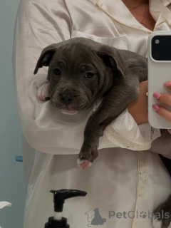 Photo №3. Adorable Blue Staffy Puppy Sweet, Healthy & Ready for Her Forever Home . Germany