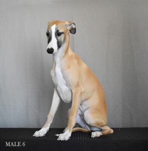 Photo №3. Puppies of the Whippet kennel are offered for sale.. Russian Federation