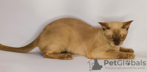 Photo №2 to announcement № 35413 for the sale of burmese cat - buy in Russian Federation from nursery, breeder