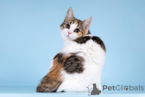 Photo №2 to announcement № 157211 for the sale of  - buy in Russian Federation private announcement