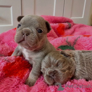 Photo №1. french bulldog - for sale in the city of Best | negotiated | Announcement № 167205