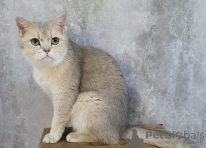 Photo №2 to announcement № 108555 for the sale of british shorthair - buy in United Arab Emirates breeder