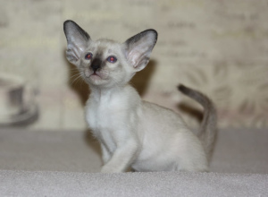 Photo №2 to announcement № 3266 for the sale of oriental shorthair - buy in Russian Federation from nursery