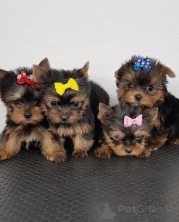 Photo №3. Our Super Cute yorkies puppies available both male and females are very smart,. Finland