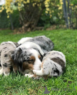 Photo №3. Beautiful puppies available. Germany