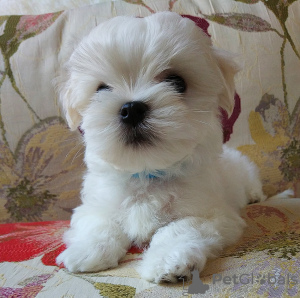 Additional photos: The boy is a handsome, strong, healthy Maltese, blood of Korea, KSU.