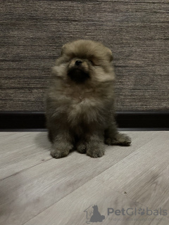 Photo №4. I will sell pomeranian in the city of Minsk. private announcement - price - 661$