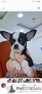 Photo №1. chihuahua - for sale in the city of Hurghada | 200$ | Announcement № 129057