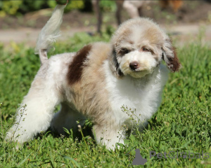 Photo №2 to announcement № 159012 for the sale of poodle (dwarf) - buy in Russian Federation from nursery, breeder