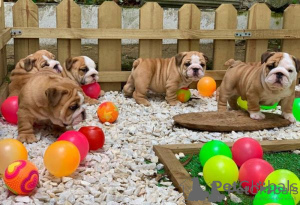 Photo №1. english bulldog - for sale in the city of Ankara | negotiated | Announcement № 175623