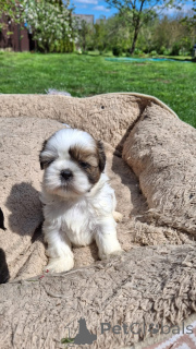 Photo №3. Purebred shi-tzu puppies. Latvia