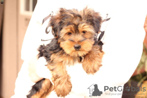 Photo №4. I will sell yorkshire terrier in the city of Грюнберг.  - price - negotiated