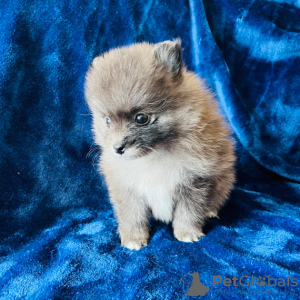 Photo №2 to announcement № 45816 for the sale of pomeranian - buy in United States private announcement
