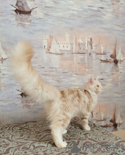 Photo №4. I will sell maine coon in the city of Dnipro. from nursery, breeder - price - 800$