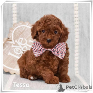 Photo №1. poodle (dwarf) - for sale in the city of Mainz | negotiated | Announcement № 164343