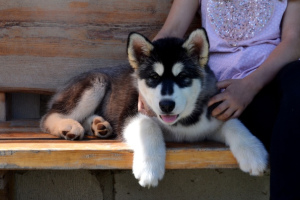 Photo №3. Alaskan Malamute puppies. Belarus