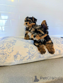 Photo №3. Our lovely girl have 4 beautiful Yorkshire Terrier puppies available ( 1 girl. Netherlands