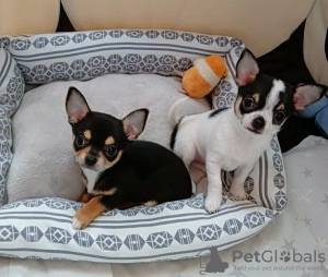 Photo №1. chihuahua - for sale in the city of Paris | negotiated | Announcement № 36777