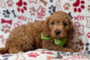 Photo №3. Beautiful Cavapoo Puppies For free adoption. Germany