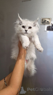 Photo №4. I will sell maine coon in the city of Aalen. breeder - price - negotiated