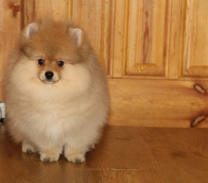 Photo №2 to announcement № 5853 for the sale of pomeranian - buy in Russian Federation breeder