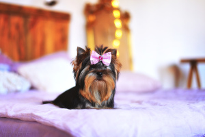Photo №2 to announcement № 6281 for the sale of yorkshire terrier - buy in Ukraine from nursery, breeder