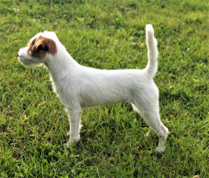Photo №1. parson russell terrier - for sale in the city of Minsk | negotiated | Announcement № 3303