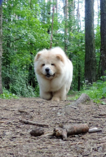 Photo №1. chow chow - for sale in the city of Izhevsk | 1694$ | Announcement № 7171