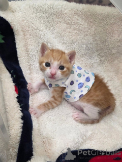 Photo №2 to announcement № 175592 for the sale of scottish fold - buy in Greece breeder